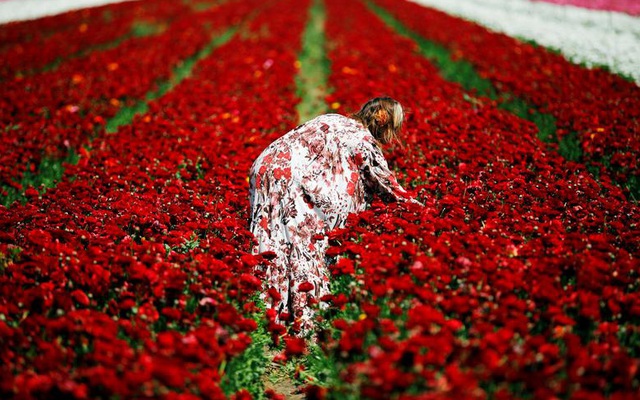 24h qua ảnh: Cô gái hái hoa mao lương đỏ trên cánh đồng ở Israel