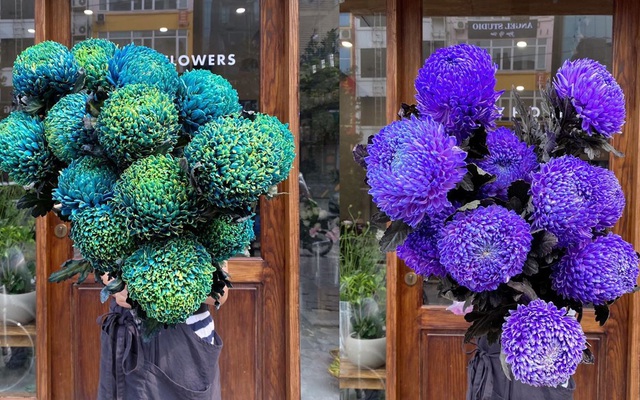 Hoa cúc xanh khổng lồ đắt gấp 20 lần so với hàng chợ có gì đặc biệt mà gây "sốt"?