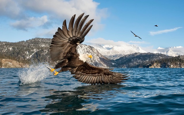 24h qua ảnh: Đại bàng đầu trắng bắt cá trên hồ ở Alaska