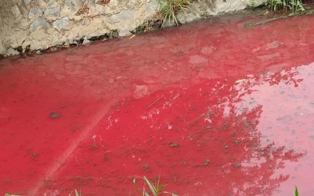 Người dân ở Bình Dương hoảng sợ vì con suối nhuốm màu đỏ tươi như máu tràn vào các ruộng rau muống