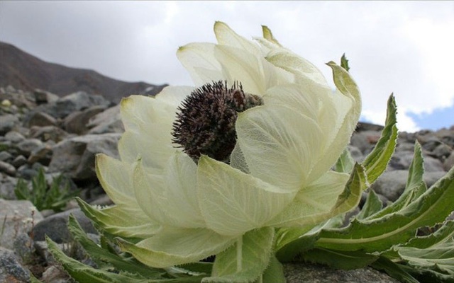 Bông hoa cổ tích giúp bổ thận tráng dương, 7 năm mới nở, được rao bán 100 triệu đồng/kg