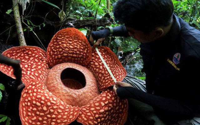 'Hoa quái vật' đơm bông giữa rừng Indonesia