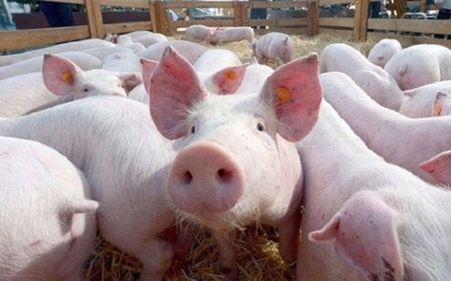 Giá lợn hơi sụt gần 20.000 đồng/kg trong một tuần