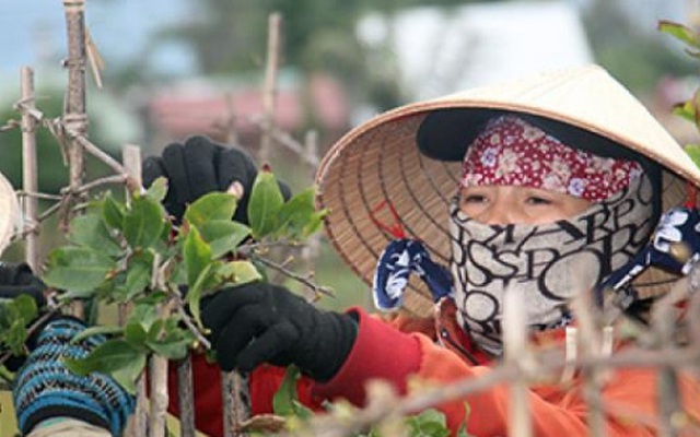 Lặt lá thu tiền ở “thủ phủ mai vàng” miền Trung