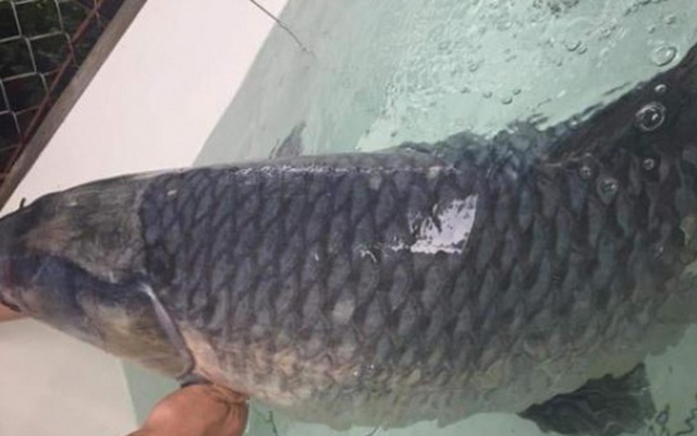 Đại gia Phú Thọ chi hơn chục triệu đồng chỉ để mua một con cá “khủng”