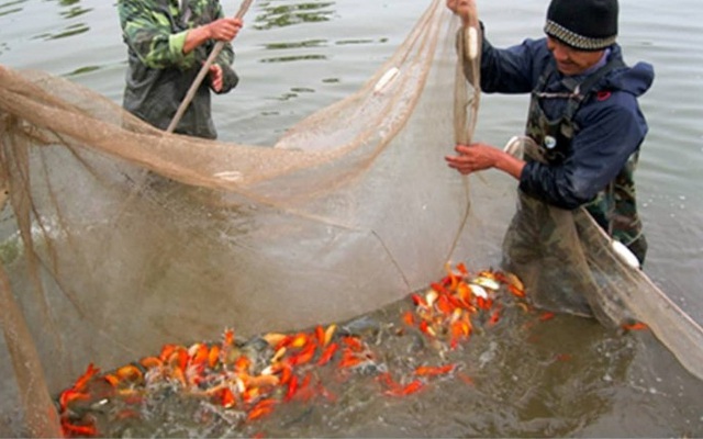 Thái Bình: Bị đầu độc, cá chép đỏ chết hàng loạt?