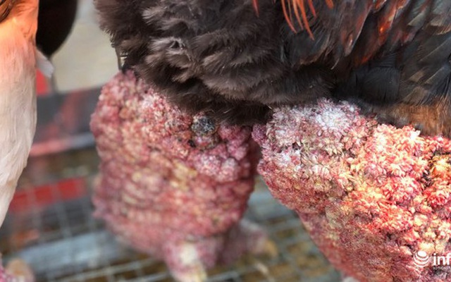Kỳ lạ cặp chân gà Đông Tảo nở như súp lơ, được rao bán giá hơn 10 triệu đồng