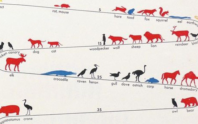 [Vietsub] Tại sao các loài động vật lại có tuổi thọ khác nhau đến vậy?