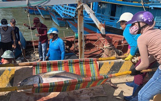 Ngư dân Phú Yên "mỏi tay" khiêng cá ngừ đại dương