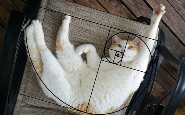 [Chùm ảnh vui] Tỉ lệ vàng Fibonacci đã chứng minh: Mèo là loài động vật hoàn hảo