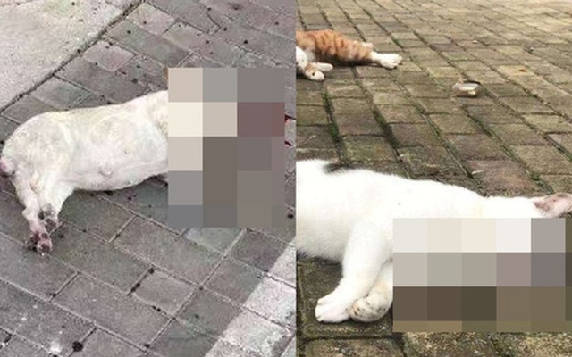 Nhiều chó, mèo ở Trung Quốc bị ném chết do tin đồn virus corona có thể lây truyền qua vật nuôi