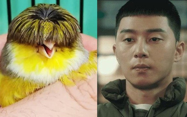 Chú chim nhỏ gây bão mạng vì sở hữu mái tóc y chang nhân vật trong phim 'Tầng lớp Itaewon'