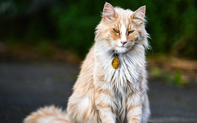 Chú mèo 'vương giả' sở hữu 30.000 người hâm mộ và được tôn vinh như ông hoàng tại quê nhà
