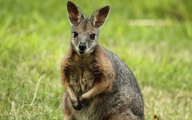 1001 thắc mắc: Kì dị, vì sao chuột túi Wallaby chưa đẻ con đã lại mang thai?