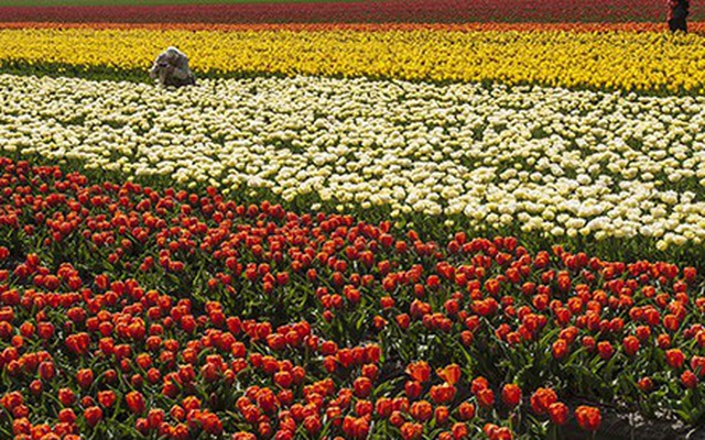 Keukenhof - Thiên đường của các loài hoa