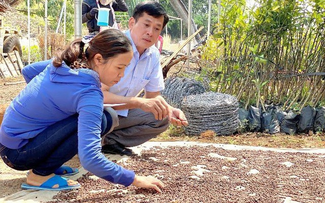 Chuyên gia Viện KHKT Nông - Lâm nghiệp Tây Nguyên: 'Đàn hương là vấn đề nóng hổi cần Nhà nước quan tâm'