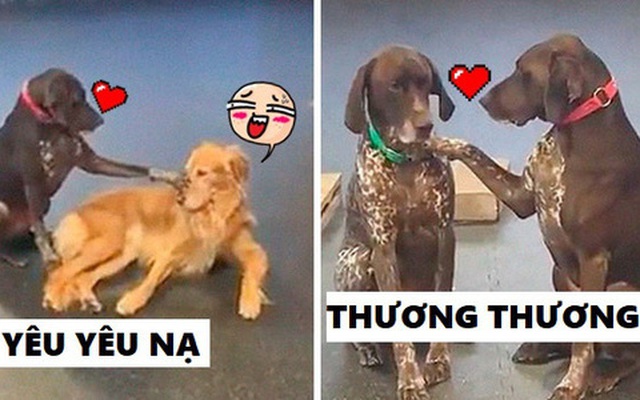 Cún cưng trở thành "ngôi sao nhà trẻ" vì chuyên đi xoa đầu các bạn chó vẫn còn bỡ ngỡ