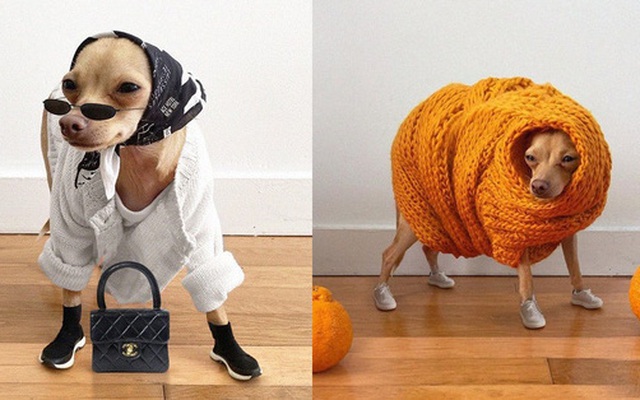 Gặp gỡ chú chó Chihuahua sành điệu nhất thế giới:  Diện đồ hiệu như fashionista thực thụ và có gần 100.000 người hâm mộ trên mạng xã hội