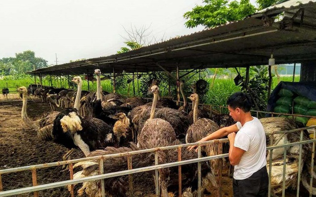 Nuôi đà điểu châu Phi thời COVID-19 hứa hẹn thu nhập trăm triệu đồng/năm