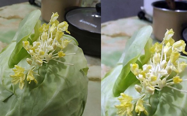 Chiếc bắp cải nở hoa vàng trên lá xanh khiến anh chồng há hốc miệng ngạc nhiên, còn dân mạng thì tranh cãi "nổ trời"