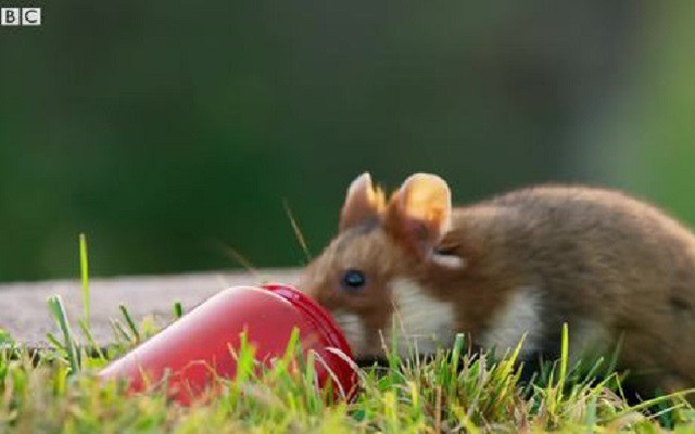 Chuột Hamster háu ăn tìm được bữa tiệc thịnh soạn trong nghĩa trang