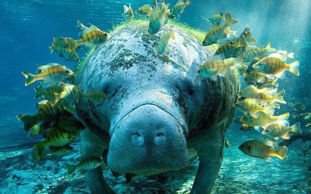 Giải mã bí ẩn: Tại sao “gã khổng lồ” lợn biển không có kẻ thù dưới đáy đại dương?