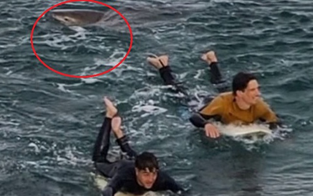 Thanh niên thực hiện hành động khó tin khi bị cá mập cắn, thoát chết thần kỳ trong lần trải nghiệm lướt sóng ở Australia
