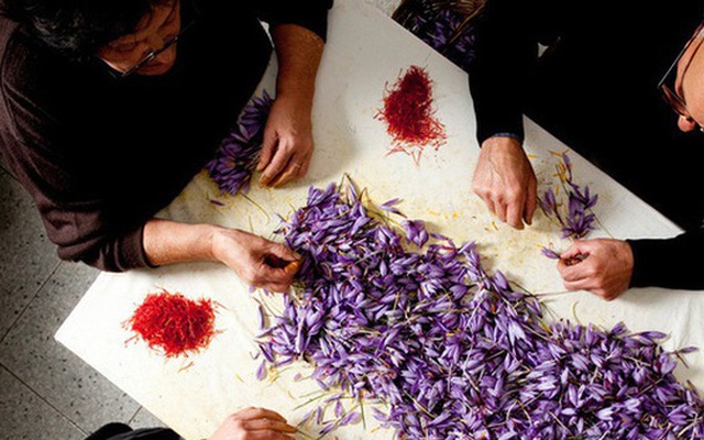 Cận cảnh quá trình thu hoạch saffron - thứ gia vị đắt nhất thế giới được mệnh danh “vàng đỏ“ có giá hàng tỷ đồng/kg, từng được Nữ hoàng Ai Cập dùng để dưỡng nhan