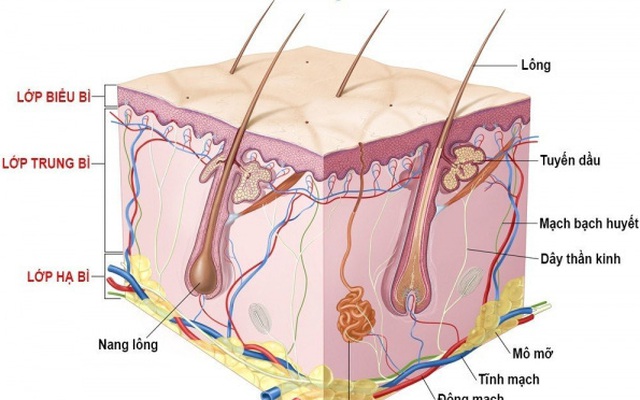 Mọc lông nhiều ở vùng kín là bệnh gì?