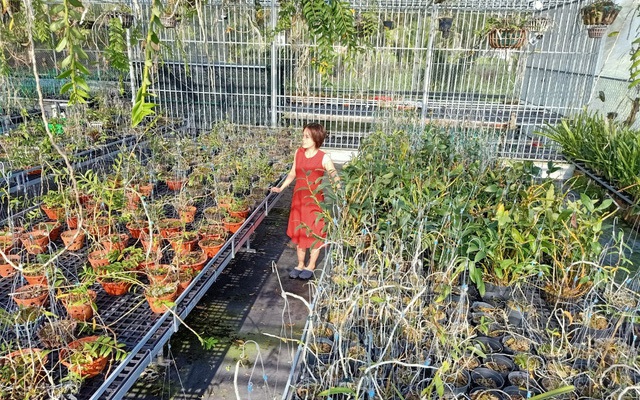 Bà chủ vườn lan Thu Thanh: Từ vùng quê nghèo đến vườn lan nghìn chậu