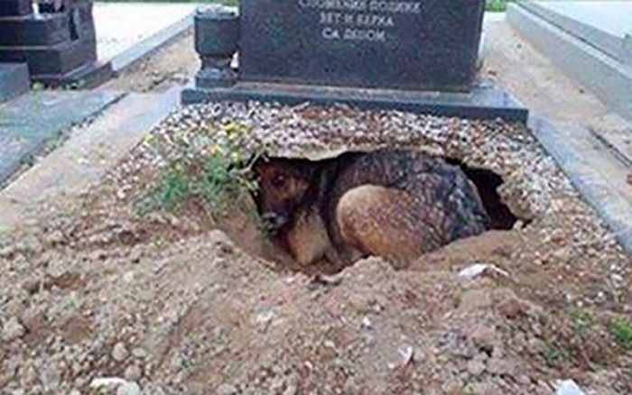 Thấy con chó đào hang nằm dưới ngôi mộ trong nghĩa trang, ai cũng nghĩ nó  trung thành với chủ nhưng lại gần mới ngỡ ngàng