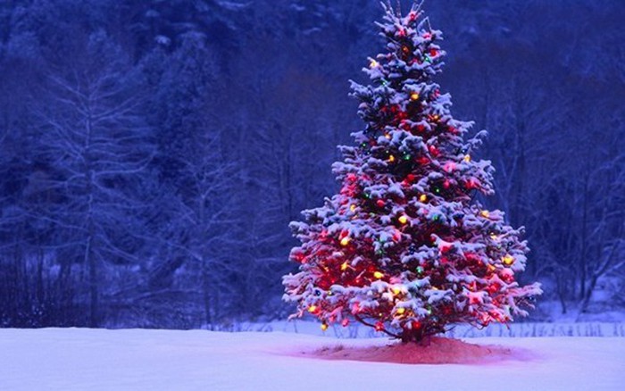 Hình Nền Colorful Cây Thông Giáng Sinh Nền, HD và Nền Cờ đẹp lò sưởi, cây  giáng sinh, giáng sinh để Tải Xuống Miễn Phí - Lovepik