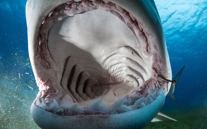 Cận Cảnh Bên Trong Miệng Con Cá Mập Sau Khi Cố Nuốt Chửng Chiếc Camera