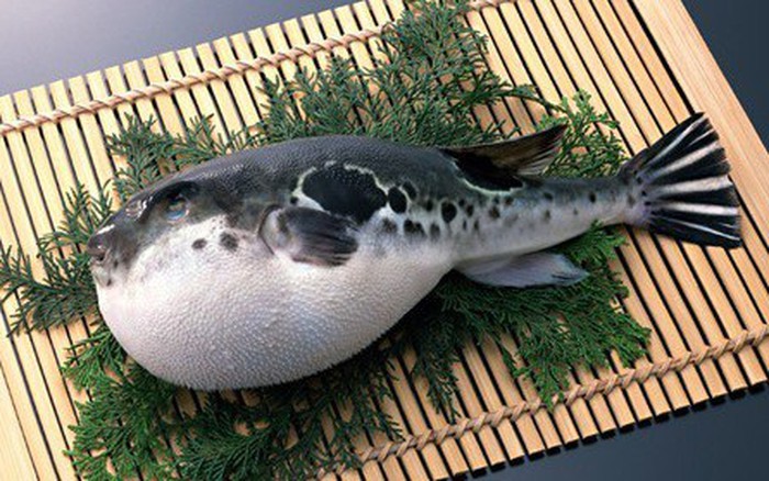 Mạo hiểm cả tính mạng để thử đặc sản sashimi cá nóc tiền triệu ở Nhật Bản