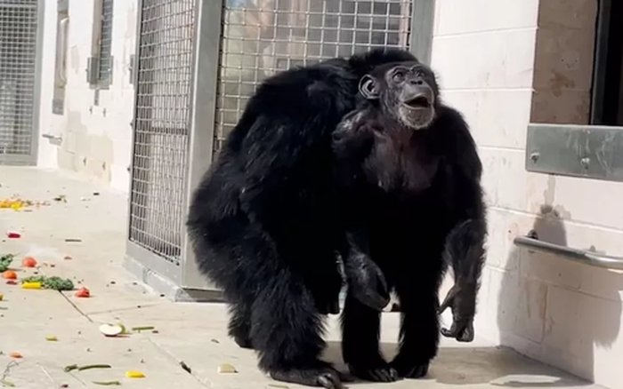 Khoảnh khắc tinh tinh nuôi nhốt 28 tuổi lần đầu tiên được nhìn ...