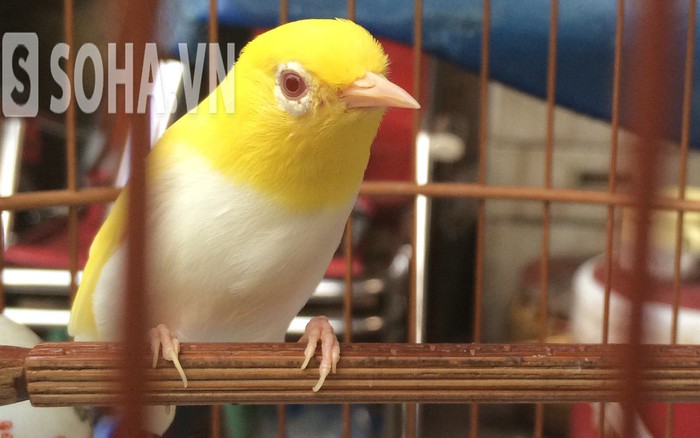 Cận cảnh tổ chim mới nở “độc nhất Việt Nam” được mua với giá gần nửa tỷ đồng