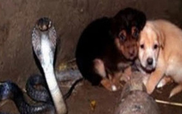 2 chú chó rơi xuống hố sâu tưởng chết, "ân nhân" cứu mạng không ai ngờ là con rắn hổ mang cực độc