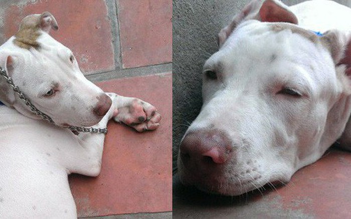 Clip: Chú chó Pit bull chỉ biết ăn với ngủ ngáy, không biết trông nhà và sợ tất cả chó hàng xóm