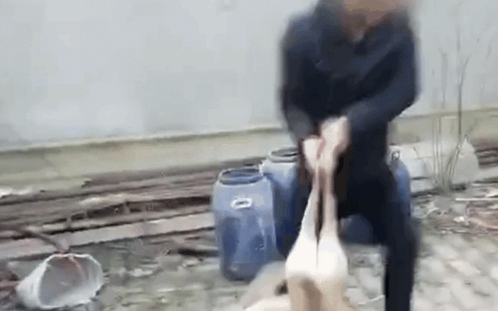 Unable to meet expectations, causing heavy "damage" to the owner, the dog was tortured to death.