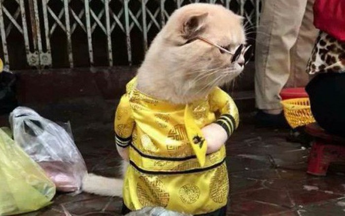 Hình nền  con mèo Áo len Lông thú Râu Mèo con ăn mặc đẹp lên Mèo như  động vật có vú Mõm Mèo nhỏ đến vừa Váy lót Carnivoran Con mèo
