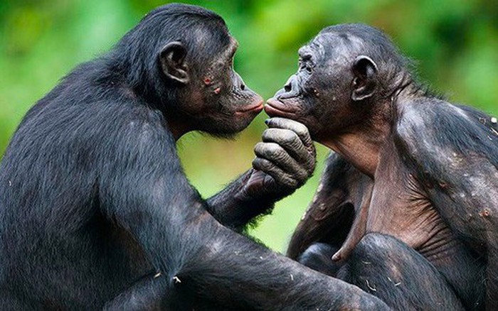 Nếu bạn thích xem những sinh vật hoạt bát và thông minh, hãy đến với hình ảnh về con khỉ. Chúng rất đáng yêu và có nhiều hành động hài hước để bạn được thư giãn cùng chúng.