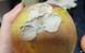 Kỳ lạ quả táo mọc nấm cực kỳ quý hiếm, được xem là thượng phẩm: Chuyên gia Trung Quốc 'truy tìm'