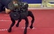 Chó robot chiến đấu mang tên lửa của Nga có xuất xứ từ Trung Quốc